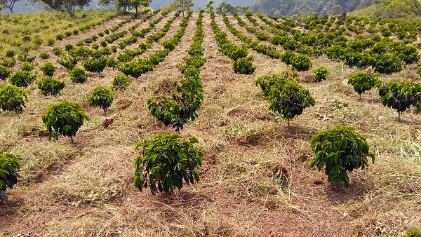 Colombian coffee from Pedro William Mecizo