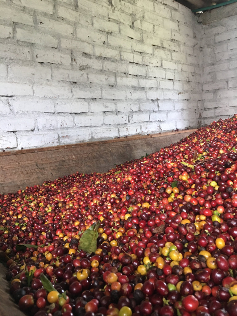 New Coffee! Narino from Colombia (Organic)