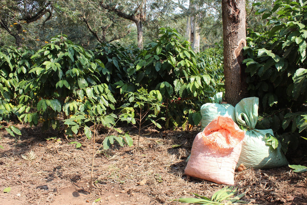 Apple pie flavours from Maria Vides' Finca La Bolsa you say....