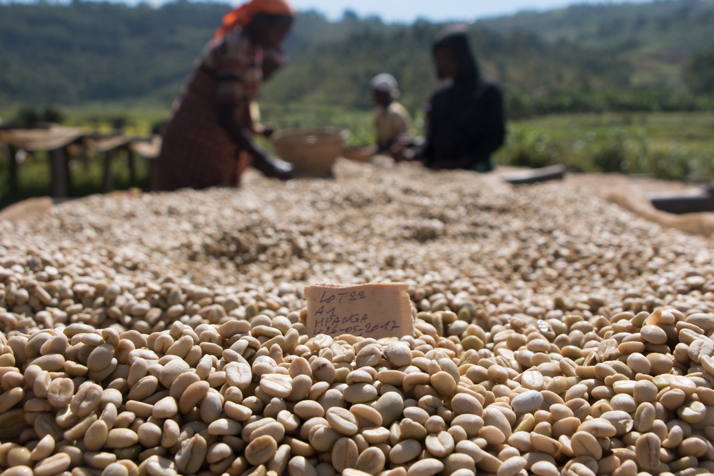 NEW COFFEE - Maridadi, Burundi