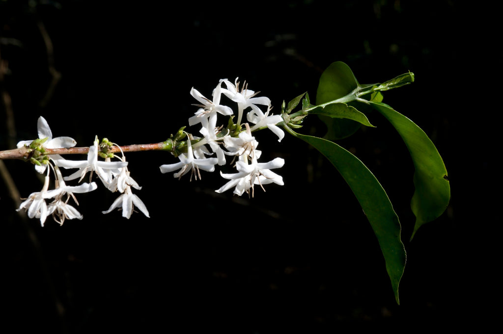 Back to Ethiopia ...