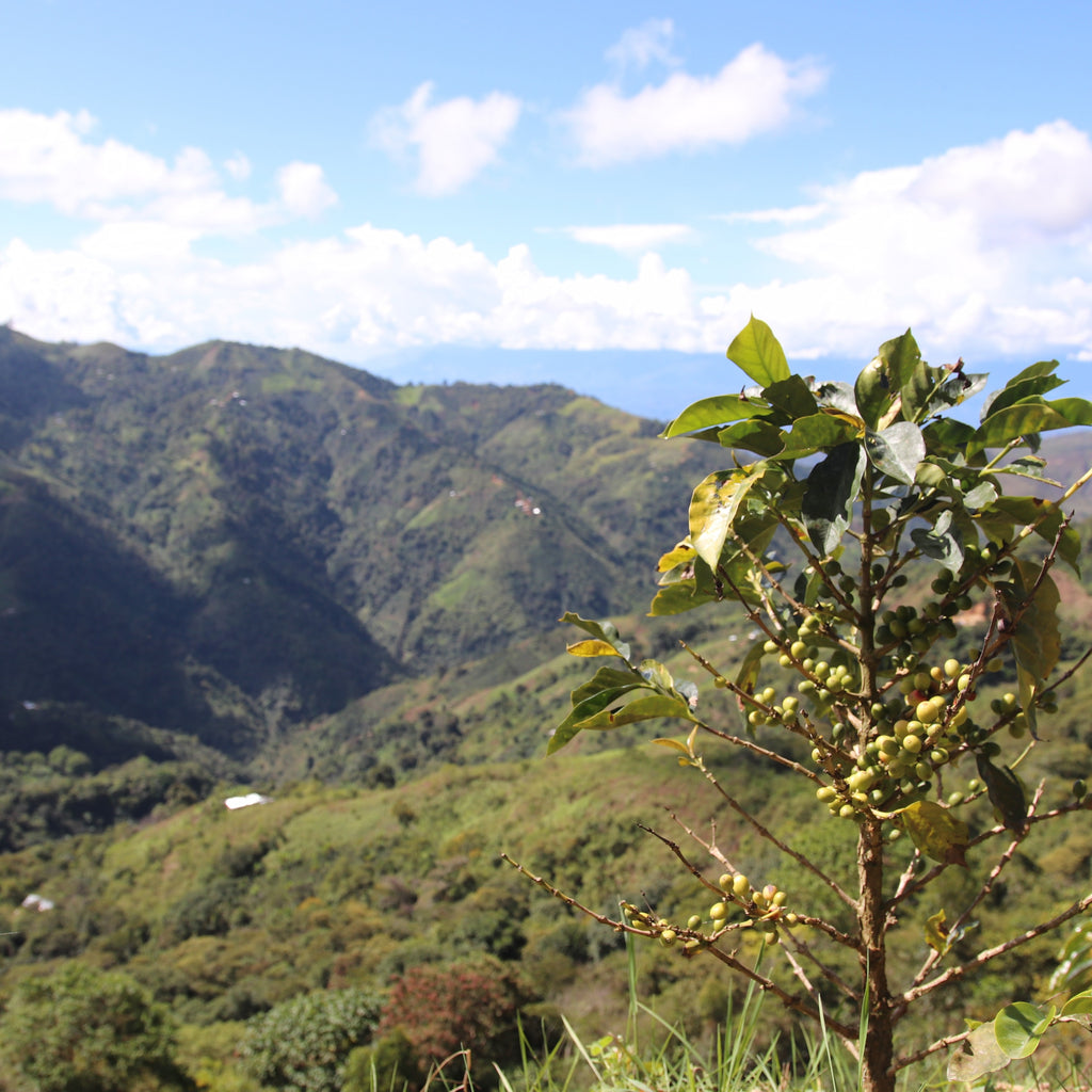 Go the girls! - Peru, Maria Perez Bernal