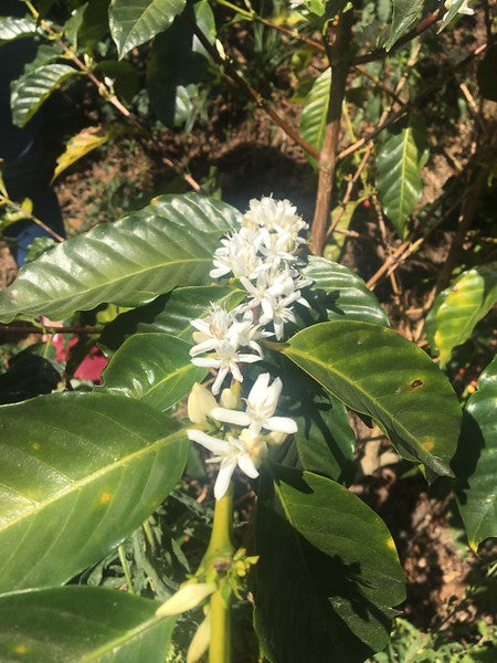 Coffee from El Salvador