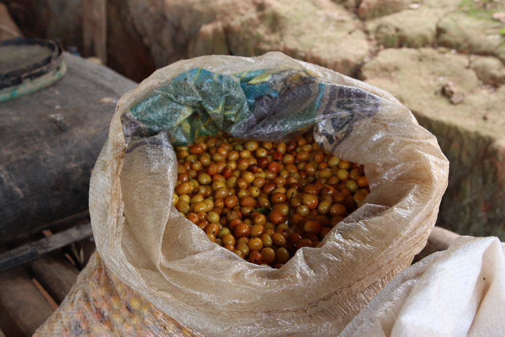 What is a coffee cherry?