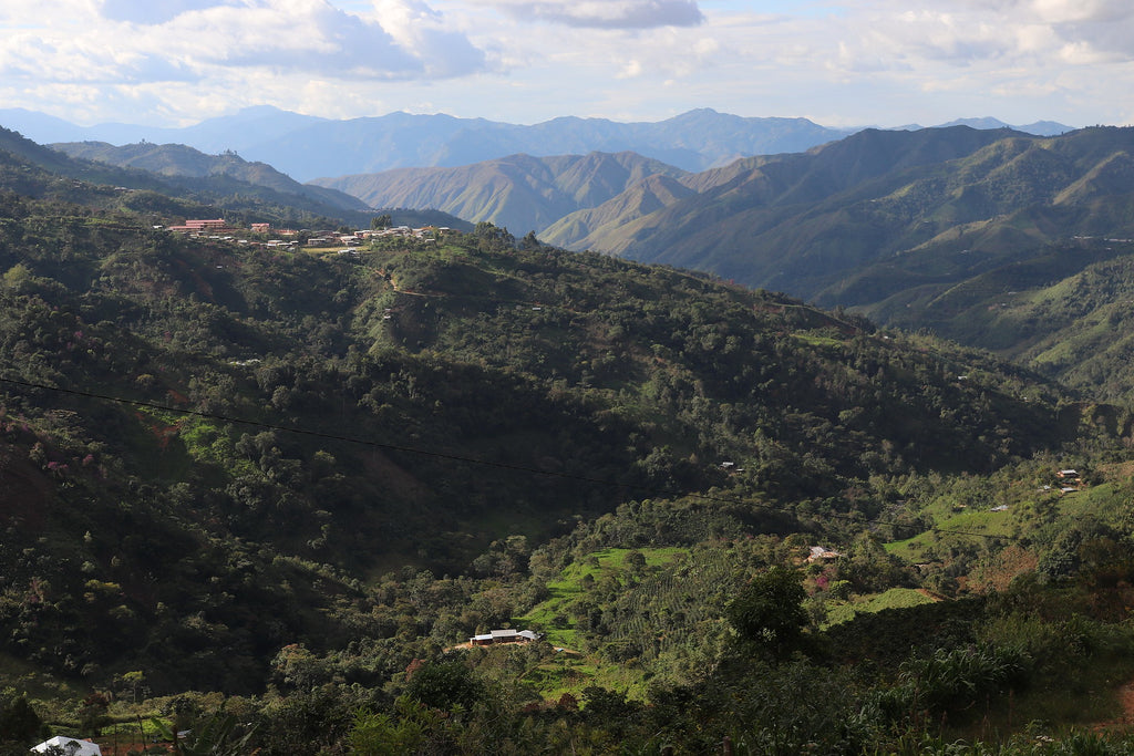 Can't help falling in love with this coffee grown by Elvis Tineo Rafael in Peru