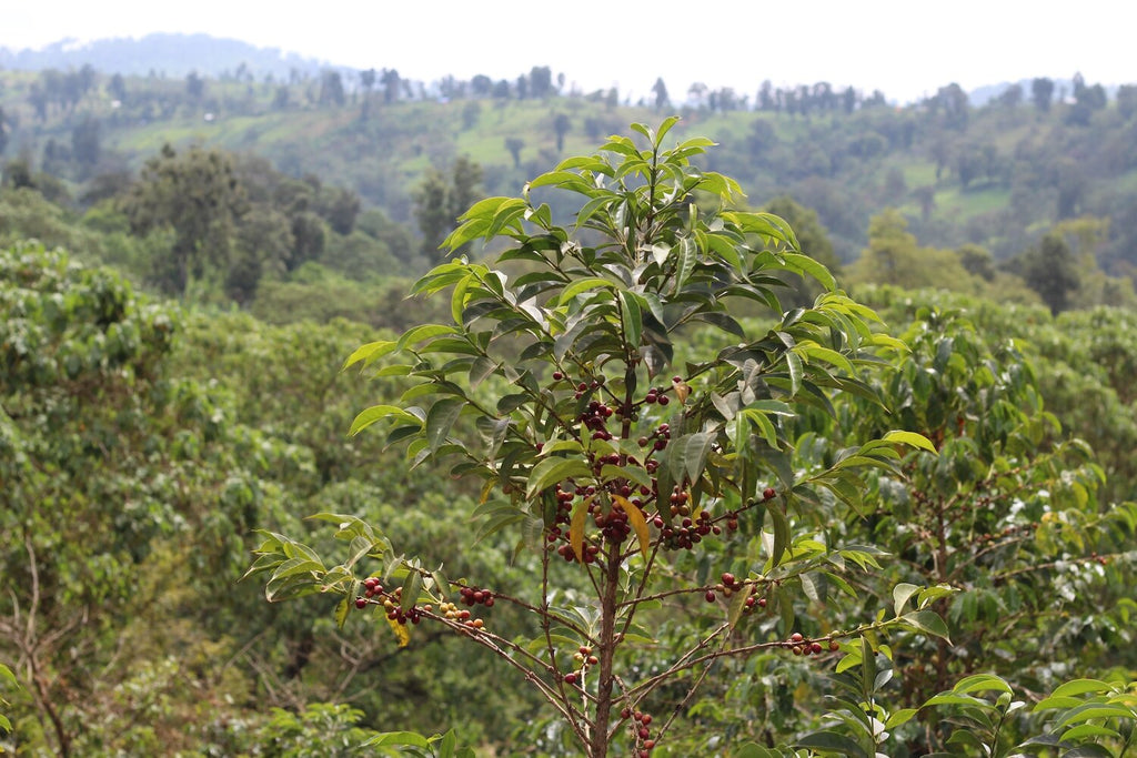 Elegance in the cup - Ethiopia, Bombe,