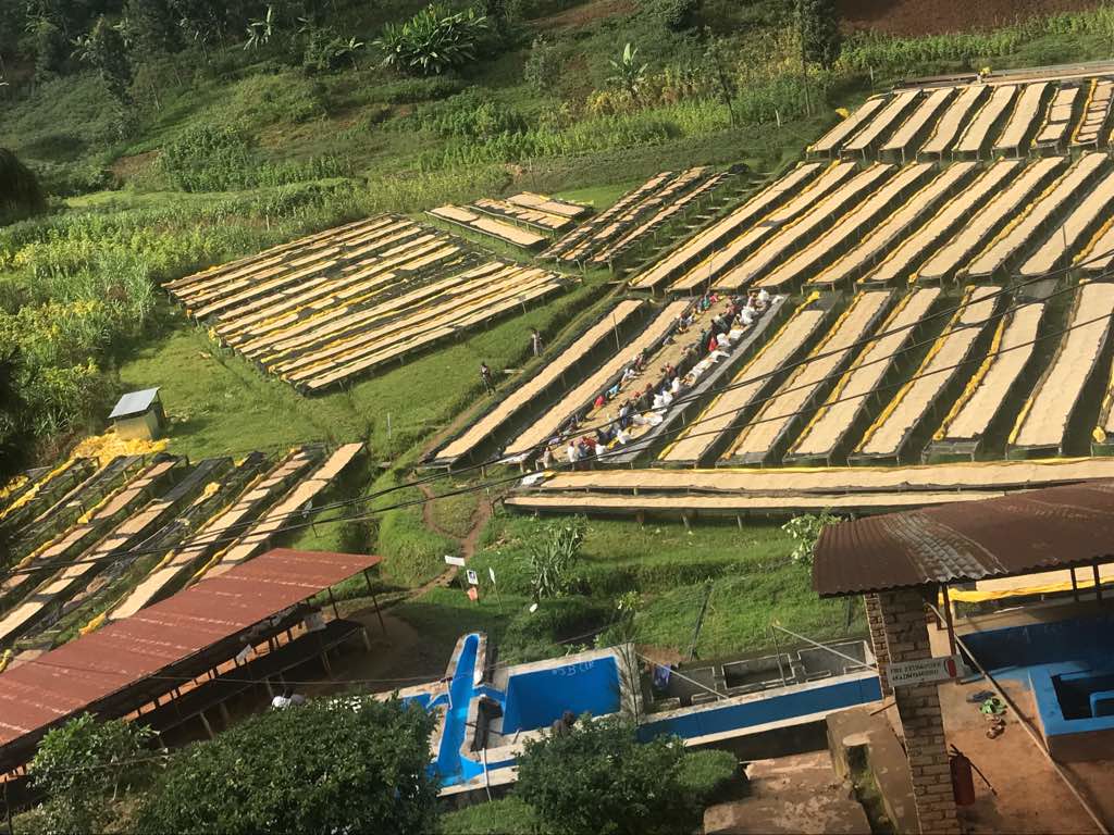 A beautiful cup of coffee from Rwanda...