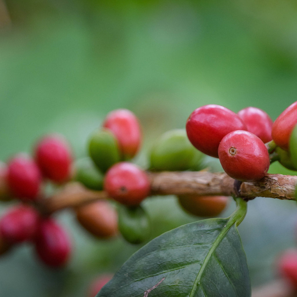 Colombia, Hilario Castrillon