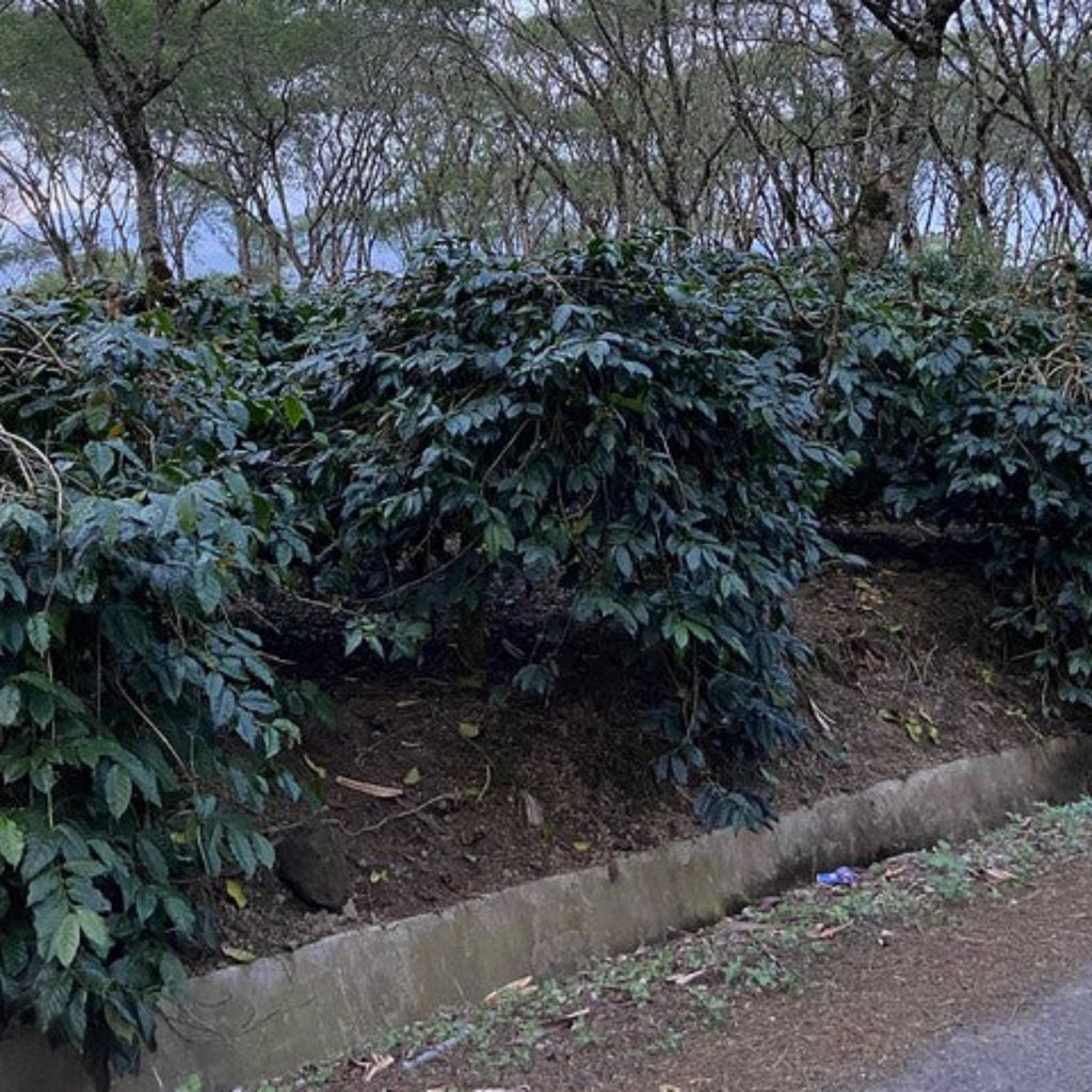 Indonesia, Team Pegasing: NEW