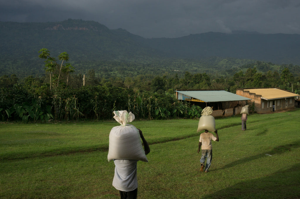 The Coffee Gardens of Uganda