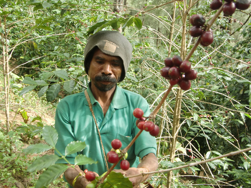 Coffee From East Timor