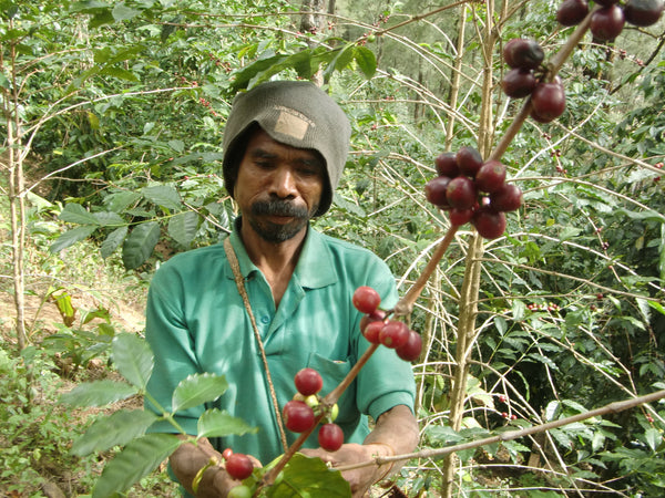Coffee From East Timor – Sacred Grounds Coffee Company