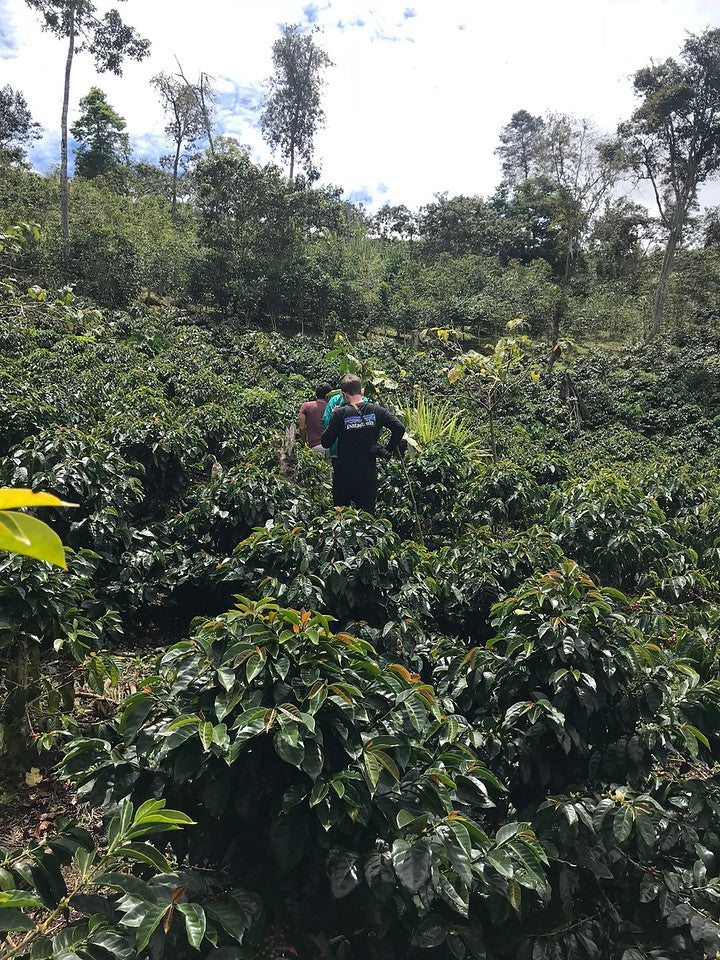 Damian Espinoza Garcia, Peru - gorgeous coffee from a new farmer!