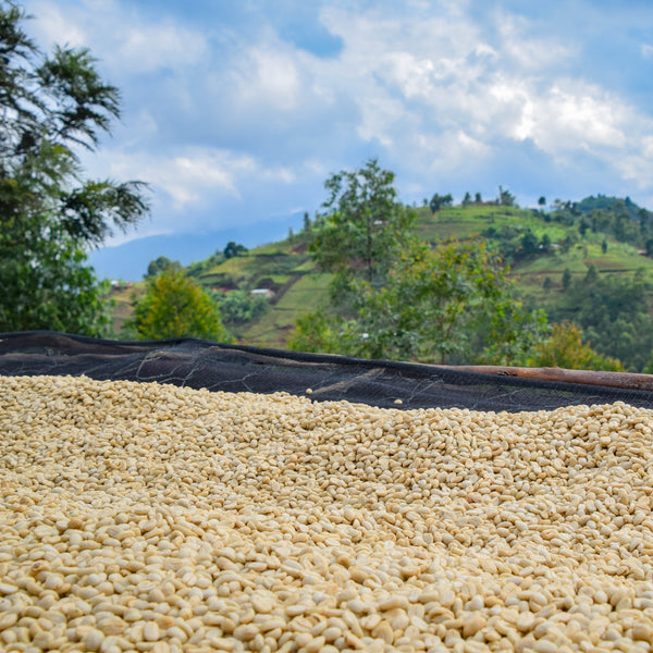 Burundi, Migoti Hill, Lot 1