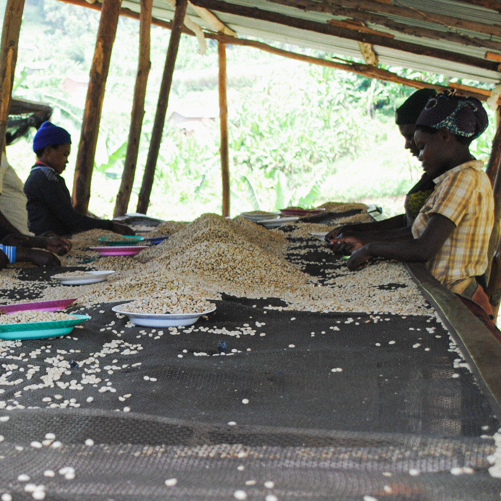 Rwanda, Kibaya Lot 1: NEW