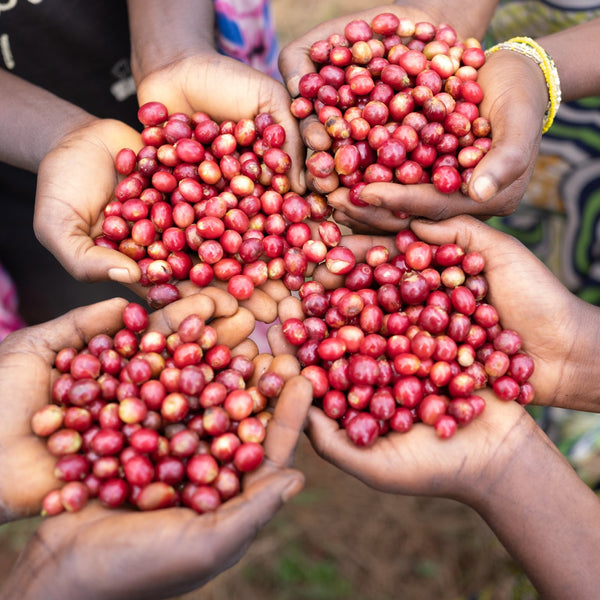 Burundi, Mutambi Hill Lot 34: NEW