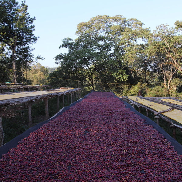 Ethiopia, Kabira Lot #1: NEW