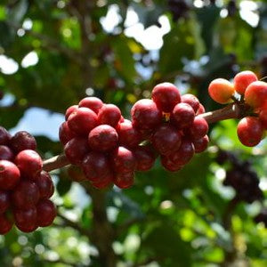 Colombia, Durley Sanchez: NEW