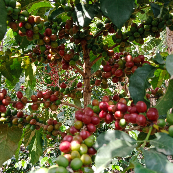 Kenya, Etago Extra Special: NEW