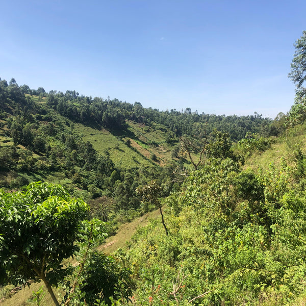 Kenya, Two Counties AB: NEW