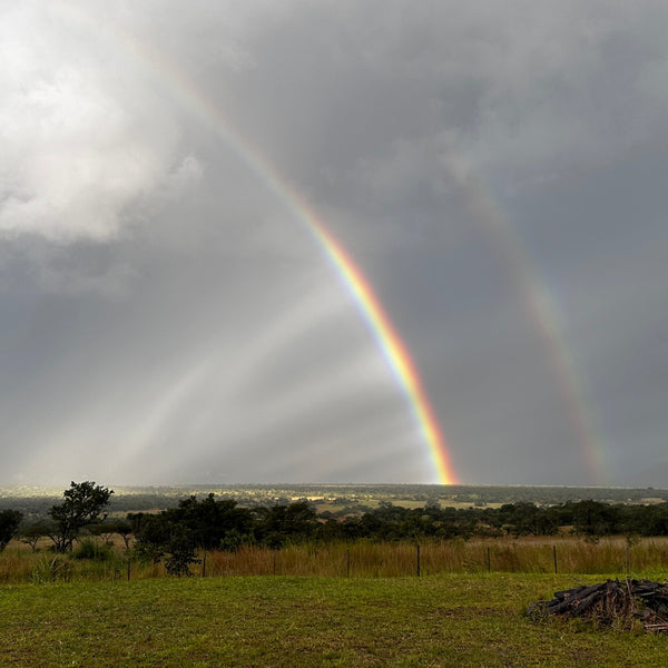 Zambia, Starmaya AA: NEW