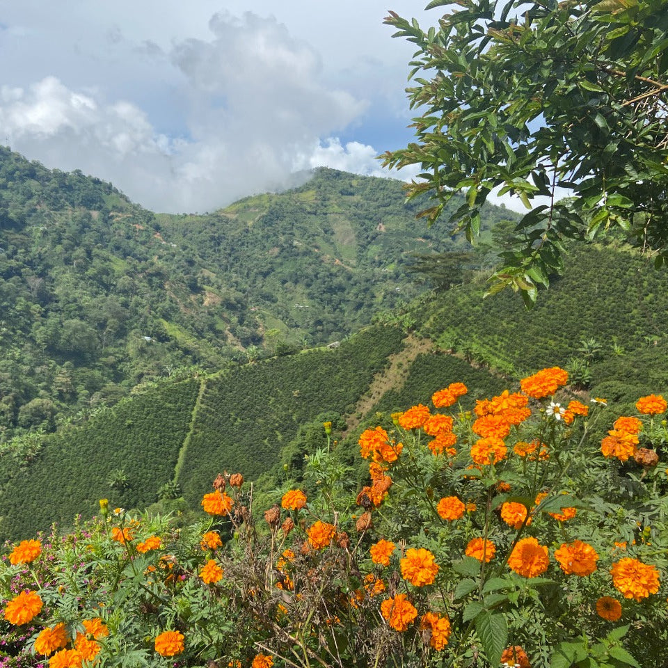 Colombia, Suukala Amucaflome: NEW