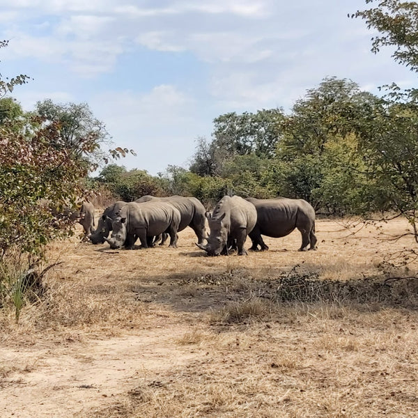 Three rhinos walking through a dry savanna landscape with trees and bushes.