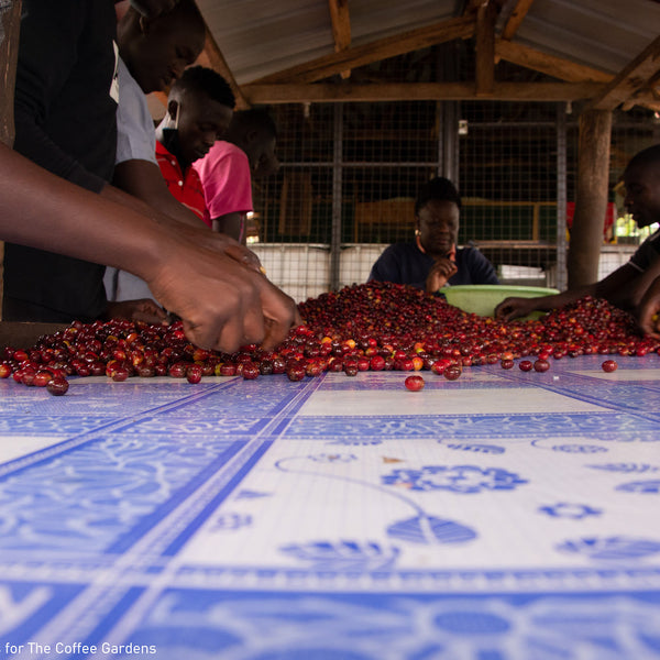 Uganda, Job's Lot: NEW